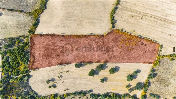 Kerimden Ayvacık Sapanca 12.812 M² Kadastro Yollu Tek Tapu Tarla 2