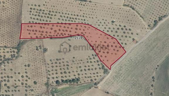 Bergama Çalıbahçe'de Satılık 10500 M2 Sulak Zeytinli Tarla 1