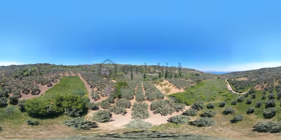 Tekirdağ Şarköy Kirazlı Mah. 1.244 M2 Satılık Zeytinlik 2