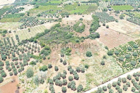 Şarköy Gaziköy Mahallesi'nde 4.184 M² Zeytinlik Ve Bağ Satılık 2