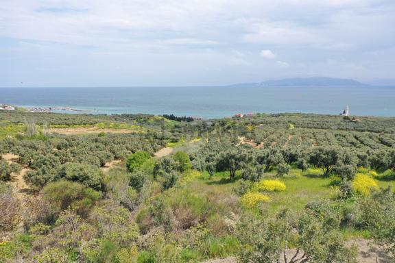 Tekirdağ Şarköy Hoşköy Mah.satılık Deniz Manzaralı Zeytinlik Bağ 1