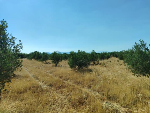 Anayola 200 Mt Düz Zemin Zeytinlik 2
