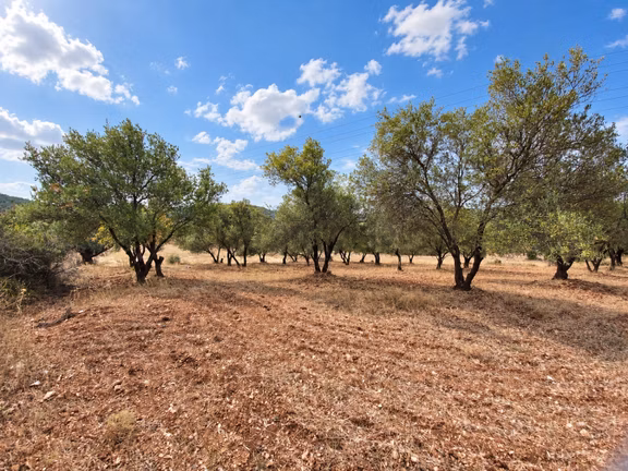 Urla Nohutalan'da 14.986 M2 İyi Konumda Satılık Tarla 1