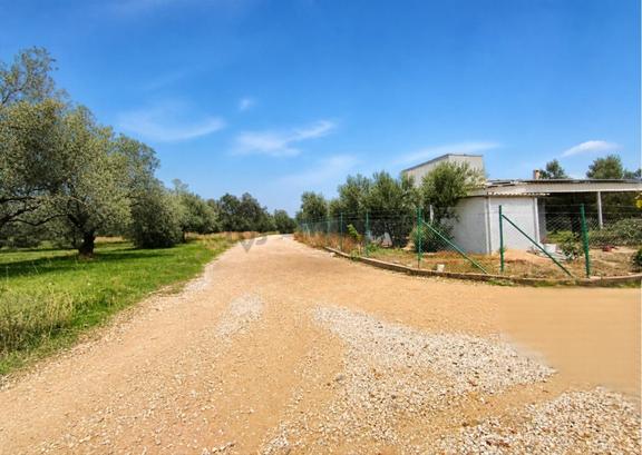 Aliağa Helvacı'da Foça Yoluna Yakın 2206.68 M2 Zeytinli Tarla 2