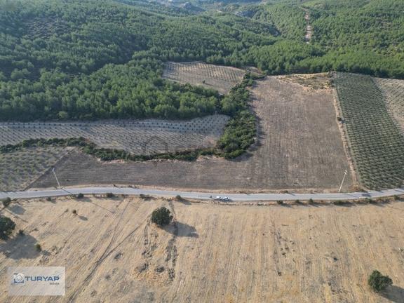 Bergama Zeytindağda Yola Cepheli Satılık Verimli Tarla 1