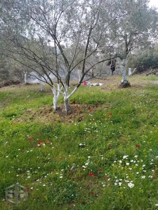 İzmir Selçuk Şirince Köyünde 427 M2 Zeytinlik 2