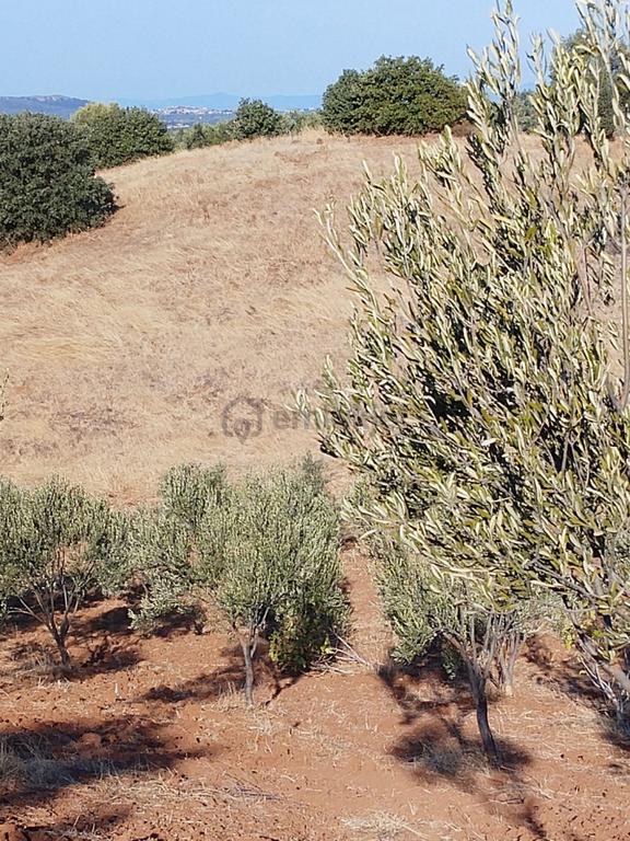 Pak Yapıdan Satılık Tarla/zeytinlik Burhaniye Avumduk Mah. 1