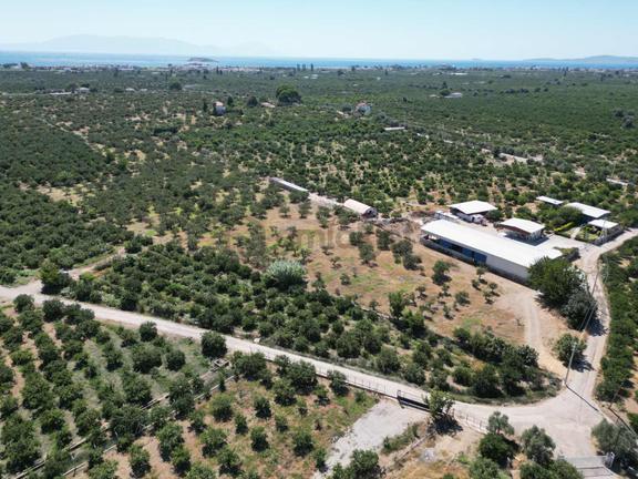 Gümüldür Sahile Çok Yakın 200 M2 Bahçeler Elektrik-su Hazır 2