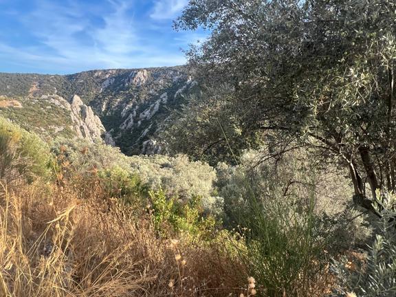 Karaburun Eğlenhoca Köyünde Satılık Zeytin Ağaçlı Tarla 2