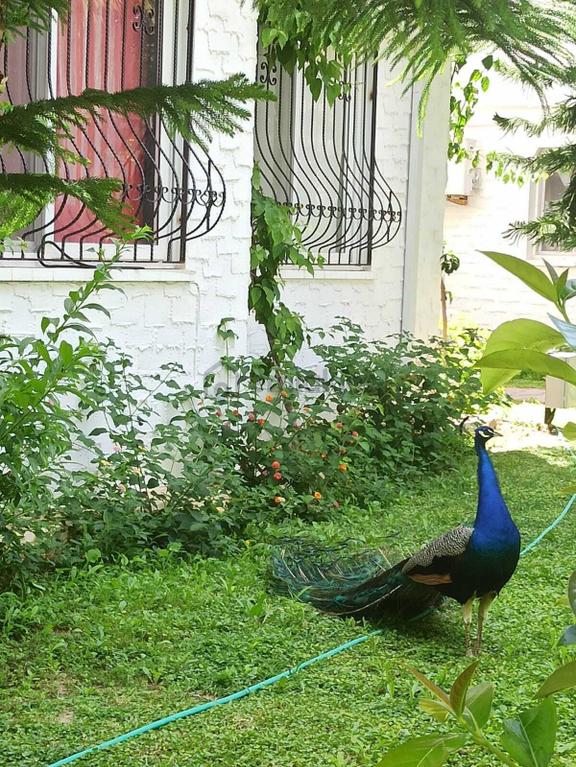Datça Billurkent Tatil Köyünde İkinci Dönem Satılık Devre 2