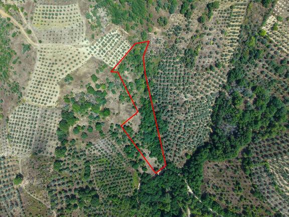 Sarıağıl'da Resmi Yola Cepheli Olan En Ucuz Tarla 6234 M2 2