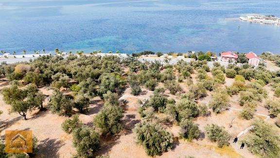 Deniz Ve Kazdağları Manzaralı Şerefiye Değeri Yüksek Zeytinlik 1