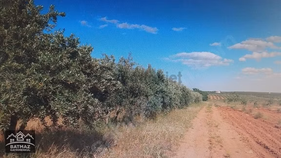 Oğuzeli Ekinveren'de Satılık Fıstık Tarlası 2