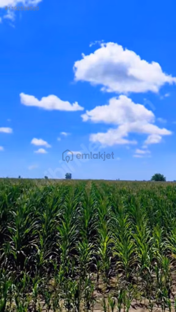 *kelepir*çukurova Havalimanı*na Yakın *tek Tapu* Yatırımlık 13125m2 Tarla *seyhan *büyükçıldırım*