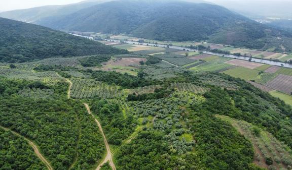 Karacabey Ekinli Köyünde Deniz Manzaralı, Zeytinlik Satılık 2