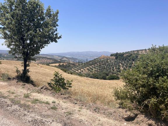 Berk Emlak'tan Köprübaşı Borlu Mahallesinde Satılık Zeytinlik 1