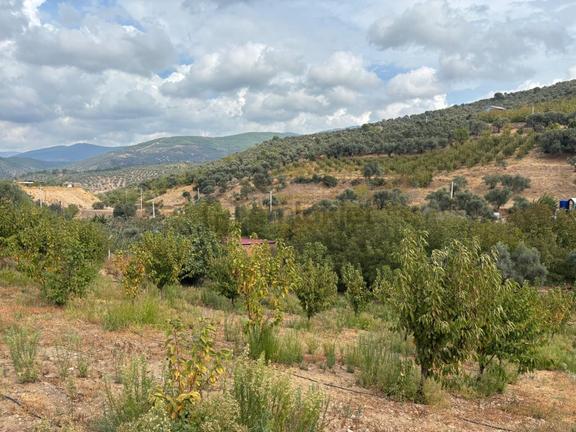 Bayındır Söğütören'de Doğa Manzaralı 498,42m² 3 Adet Satılık Arsalar 2