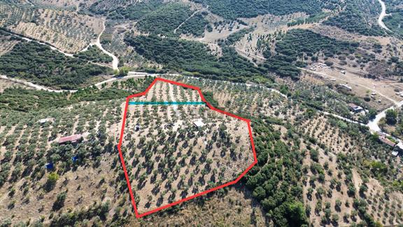 Tire Sb Emlak'tan Ayaklıkırı Mahallesnde Satılık Zeytinlik 1