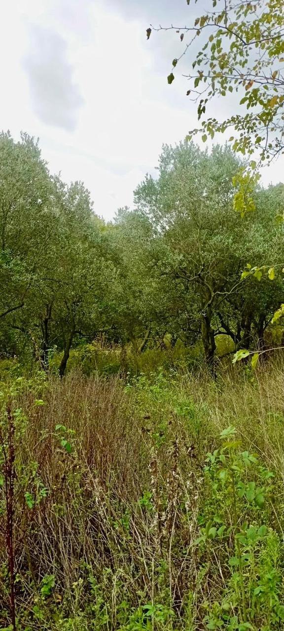Erdek Ballipinarda 717 M Satılık Zeytinlik 2