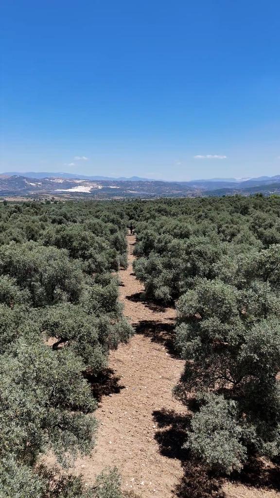 Muğla Yatağan Turgut Mahallesinde 5.679m² Satılık Verimli Zeytin 2