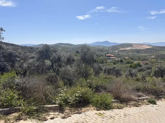 Pek Emlaktan İzmir Tire Ayaklıkırı Satılık Zeytinlik 2