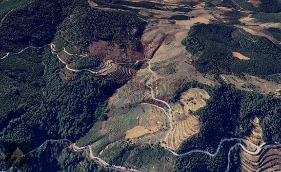 Bozdoğan 9.778 M² Sondajlı Kestane Ve Fıstık Çamı Bahçesi 1