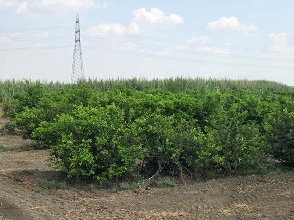 Ceyhan Çukurova Harasında/4500 Limon Ağaçlı/127.000 M2 Bahçe 2