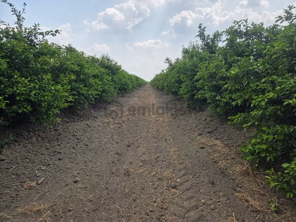 Ceyhan Çukurova Harasında/4500 Limon Ağaçlı/127.000 M2 Bahçe 1
