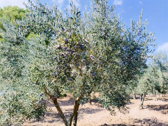 Zeytinyağını Kendin Çıkar 1