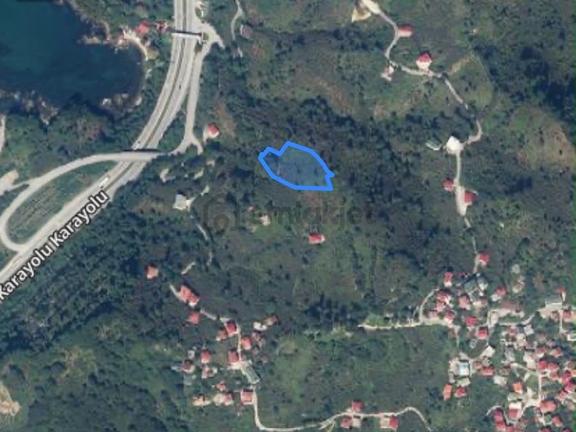 Deniz Manzaralı Yola 150 Metre, Tek Tapu Satılık Fındık Bahçesi