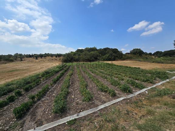 Çatalağıl Satılık 606 M2 Tarla 1