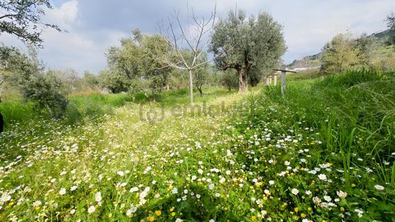 Emiralem Merkez 500 M² Yerimiz Acil Satılıktır 2