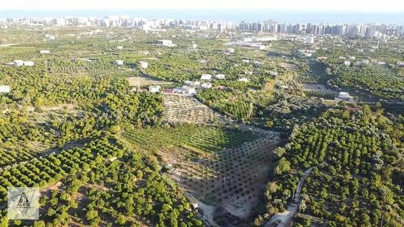 D400'e 1.5 Km Yolu Var Limon Bahçesi 2