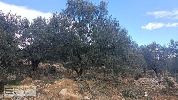 Mersin Mut Diştaşta Satılık Zeytinlik 2