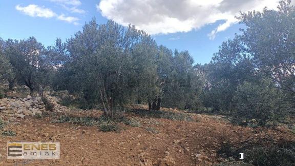 Mersin Mut Diştaşta Satılık Zeytinlik 1