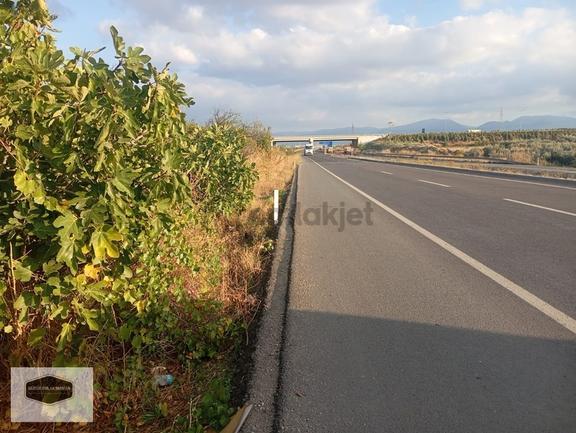 Manisa Turgutlu Yoluna 30 Metre Cepheli Yatırımlık Zeytinlik 1