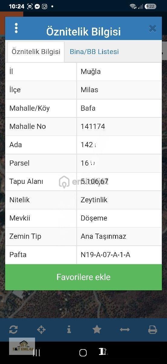 Muğla Milas Bafa'da Yola Sıfır Satılık Zeytinlik 1