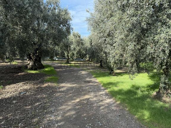 Göllüce'de 1389 M² Kelepir Satılık İmarlı Arsa 2