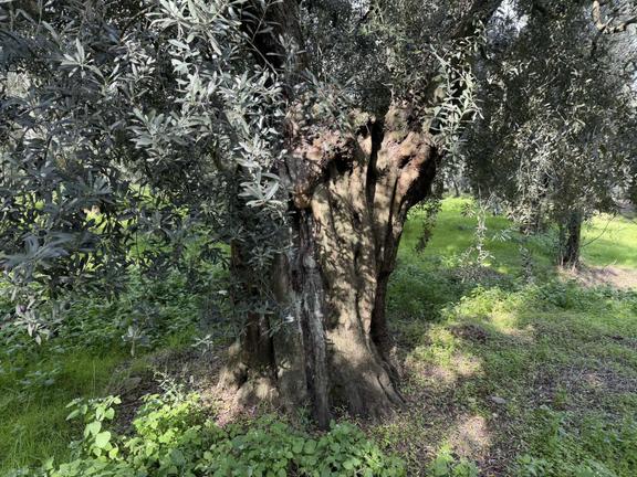 Göllüce'de 1389 M² Kelepir Satılık İmarlı Arsa 1