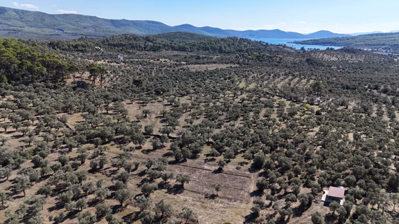 Muğla Milas Kazıklı Da Yatırım Fırsatı Zeytinlik 1