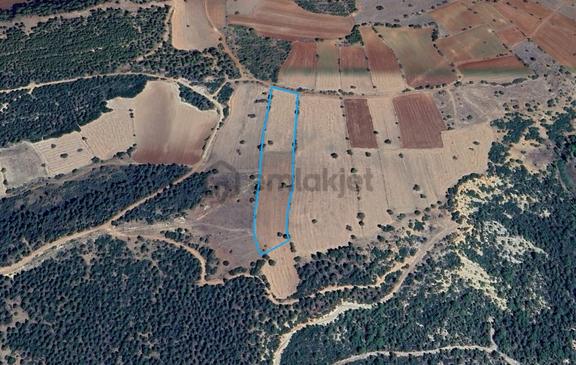 Denizli Tavas Pınarlıkta Satılık 6467 M2 Tarla 1
