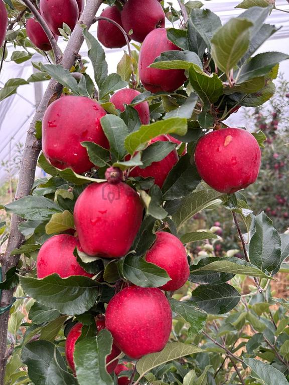 Niğde Kızılören'de Satılık 206 Dekar Ges'li Elma Bahçesi 1