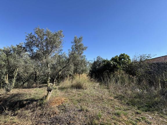 Beka Gayrimenkul'den Arapzade Mahallesinde 1730 M2 Zeytinlik 2