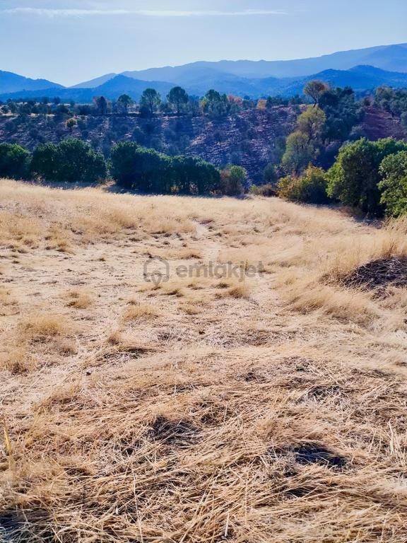 Güçlü Kardeşler Burhaniyede 8800m2 Zeytinlik 2