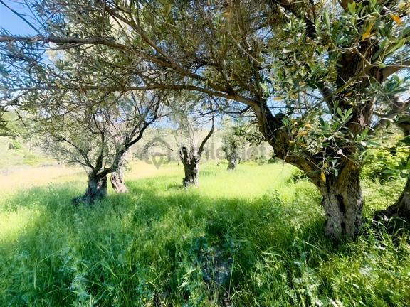 Eğlenhoca'da Kadastral Yollu, Çift Cepheli 2.530m² Zeytinlik 2