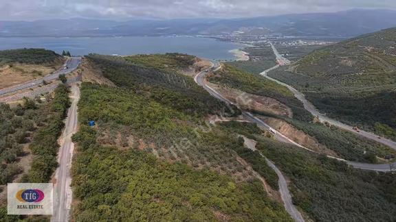 İznik Derbentte Göl Manzaralı 1.787 M² Satılık Zeytinlik 2
