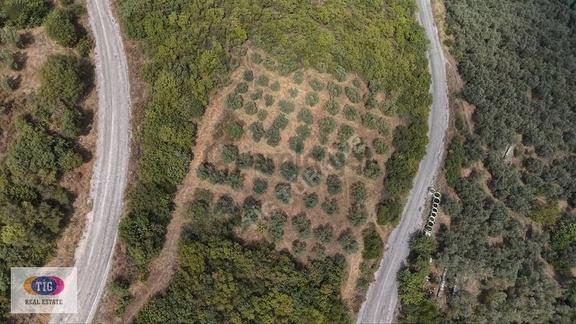 İznik Derbentte Göl Manzaralı 1.787 M² Satılık Zeytinlik 1