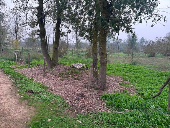 Sakarya Hendek Uzunçarşı’da 4.815 M², 150 Kök Fındıklı Satılık Fındıklık – 3.000.000 Tl 1