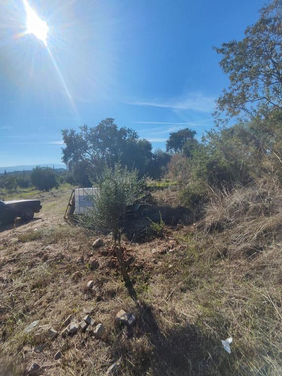 Aydın Köşk Yavuzköy Mah.satılık 2195 M2 Zeytinlik Bahçe 2