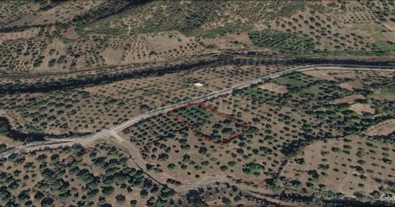 Kozdere'de Ana Yol Kenarı Zeytinlik İncirlik 2